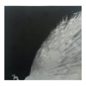 And, do you still hear the Peacocks ? Miho Kajioka (signé)